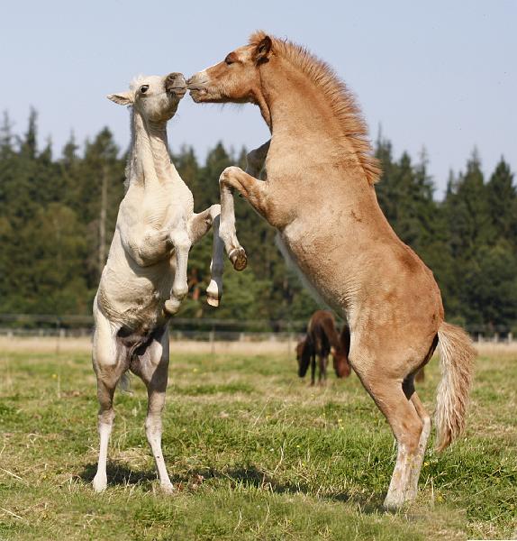 Gabriel und Myrdal 11.jpg